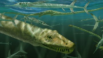 Dinocephalosaurus orientalis tunnistettiin alun perin jo vuonna 2003.
