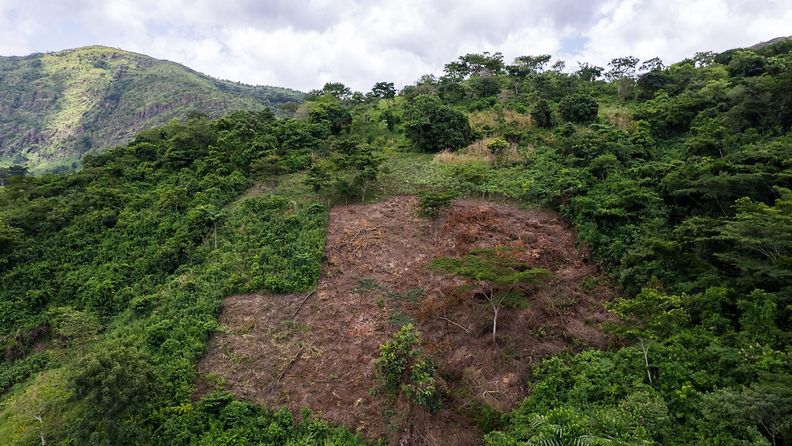 Suklaaviljelmän aiheuttamaa metsäkatoa Ghanan ja Togon rajalla keväällä 2023.