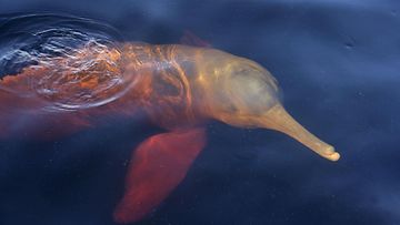 AOP Amazonindelfiini (Inia geoffrensis) eli inia, aiemmin myös boutu on maailman suurin jokivalaidensukuinen valas. Tämä delfiini kuvattiin Brasiliassa.
