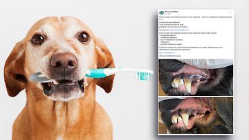 koirien-hammashoito-pääkuva
