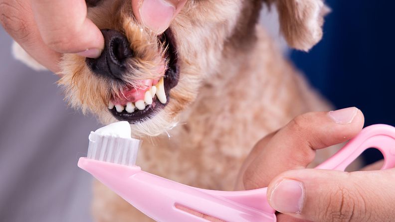 koiran-hampaanpesu
