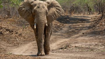 shutterstock elefantti