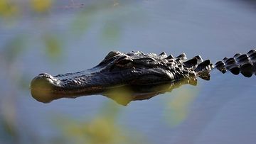 alligaattori vedessä