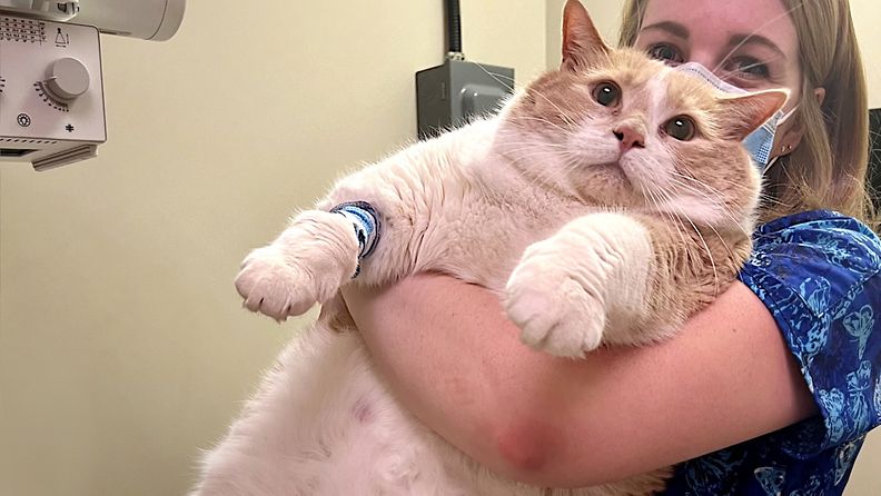 Axel-kissa painoi 19 kiloa.