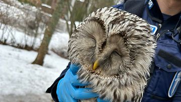 Sisä-Suomen poliisi pelasti pihalle nuukahtaneen pöllön
