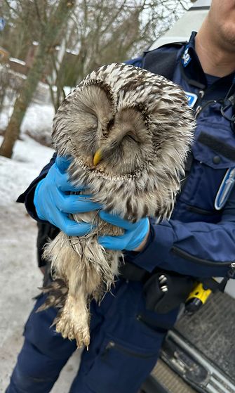Sisä-Suomen poliisi pelasti pihalle nuukahtaneen pöllön
