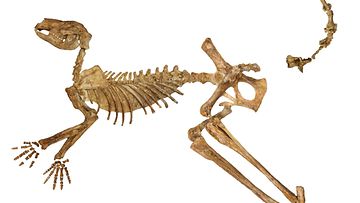 Callabonna-järvestä löytyneen sukupuuttoon kuolleen jättiläiskenguru Protemnodon viatorin lähes täydellinen fossiilinen luuranko, josta puuttuu vain muutama luu kädestä, jalasta ja hännästä.