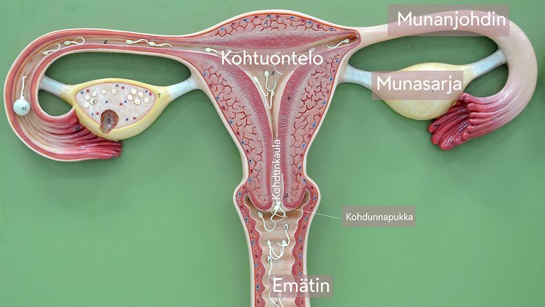 Missä sijaitsee kohtu, entä emätin?