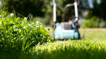 0805 nurmikko leikkaamaton leikattu ruohikko hyönteiset