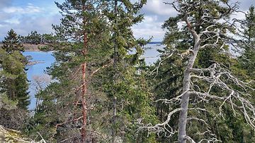 Luonnonperintösäätiö on ostanut Paraisten Korppoosta Inikorpin vanhan metsän, joka on suuruudeltaan 44 hehtaaria.