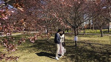 Kukkivia kirsikkapuita vuosittaisessa hanami-kirsikkapuujuhlassa Roihuvuoren Kirsikkapuistossa Helsingissä 11. toukokuuta 2024