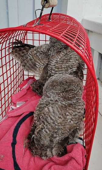 Pöllö 7: Pöllönpojat huilasivat kovan koettelemuksensa jälkeen häkissä. Sen jälkeen ne tutkittiin, puhdistettiin, ruokittiin ja lopuksi vielä rengastettiin.