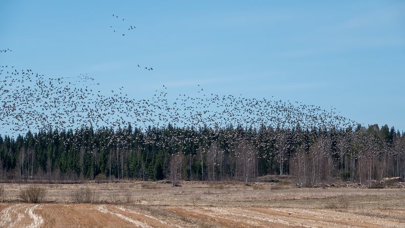 Valkoposkihanhia Joensuussa äitienpäivänä