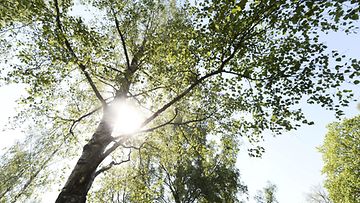 Aurinko paistaa puiden lomassa toukokuussa 2019.