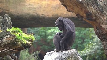 Espanjalaisessa eläintarhassa simpanssiäiti kantaa mukanaan kuollutta poikastaan