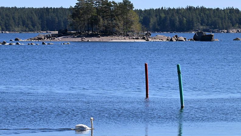 Joutsen uiskentelee Virolahden edustalla 22. toukokuuta 2024. Venäjä näkyy vastarannalla.