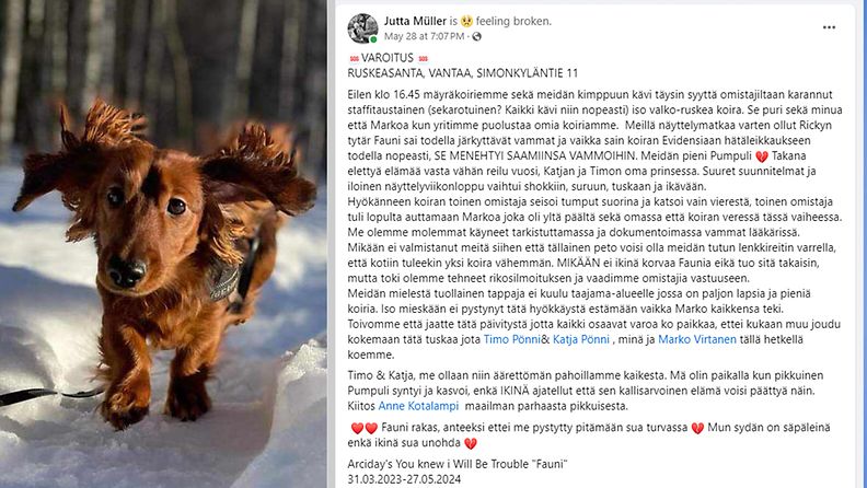 koira, facebook, hyökkäys