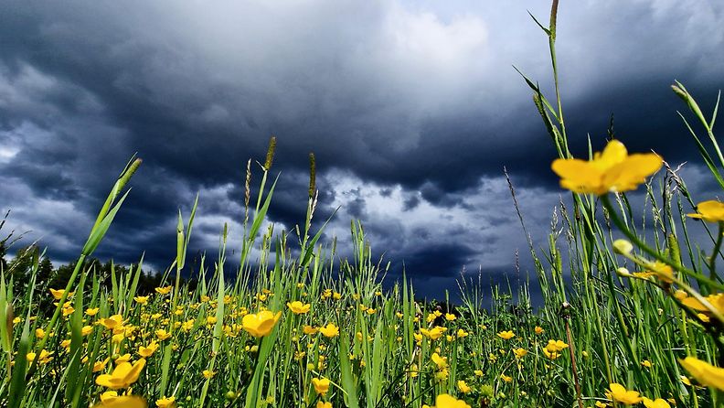 Aurinkoa vai vesisadetta? Tämä sääilmiö ratkaisee juhannuksen sään