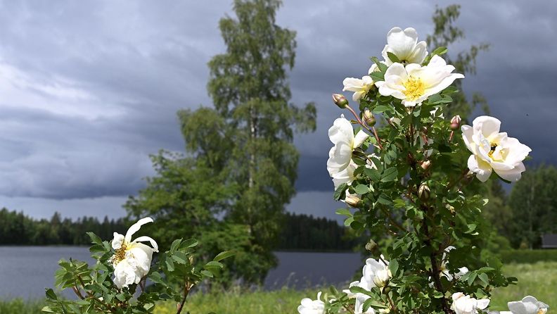 LK 21.6.2024 Kukkia Keuruun Huhkojärvellä juhannuslauantaina 24. kesäkuuta 2023.