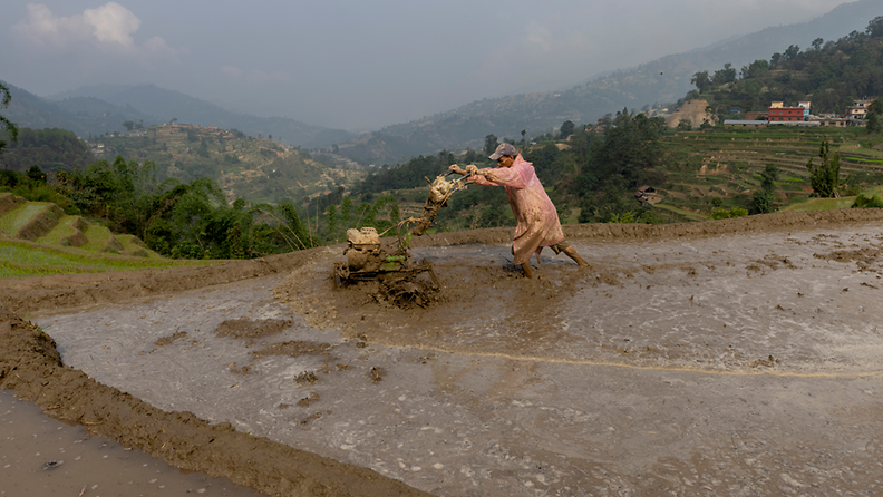 AOP Nepalilainen maanviljelijä käsittelee mutakyntöauraa työskennellessään riisipellolla monsuunikauden alkaessa Tinpiplen kylässä Kathmandun laitamilla Nepalissa 25. kesäkuuta 2024.