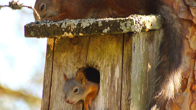 LUKIJAN KUVA Klaukkalassa mitattiin torstaina 27.6.2024 +30 astetta. ”Oravaäiti oli ihan poikki. Makasi koko päivän katolla ja oli jättänyt viileän kopin poikasille”, kertoo kuvan napannut Harri Laurén.