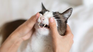 kissan hampaat