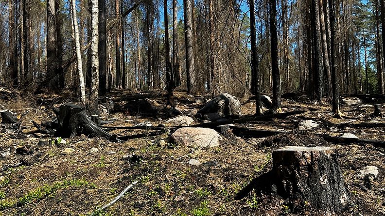 Metsä ennallistettiin polttamalla vuosi sitten Nuuksiossa