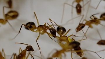 Tutkimus: Muurahaiset tekevät amputointeja pelastaakseen vahingoittuneen lajitoverinsa