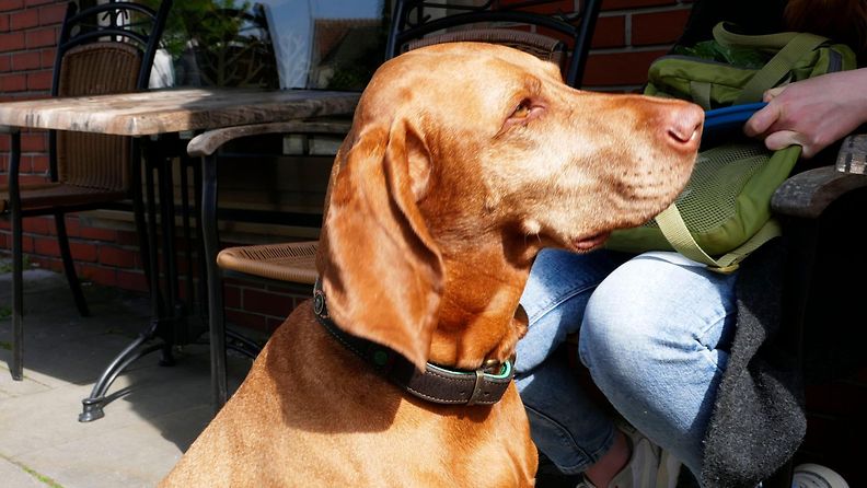 AOP Unkarinvizsla-rotuinen koira poseeraa kauniisti kameralle terassilla kesäpäivänä.