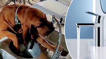Neyland-koira oppi avaamaan hanan ja aiheutti satasen vesilaskun