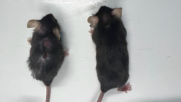 Tutkijat tekivät kokeita hiirillä, joita he kutsuivat lääkkeen vaikutuksen myötä "supermallimummoiksi" niiden "nuorekkaan" ulkonäön takia.