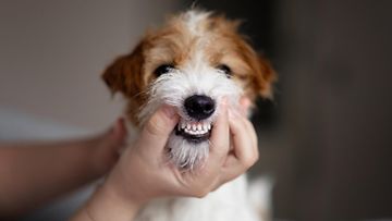 koira hampaat