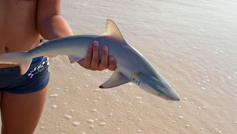 sharphone shark