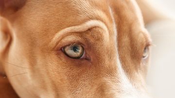 koiran silmät, koira