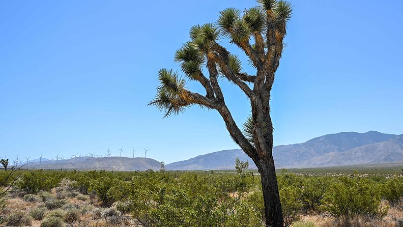 Joshua Tree AOP kuumuus kuivuus