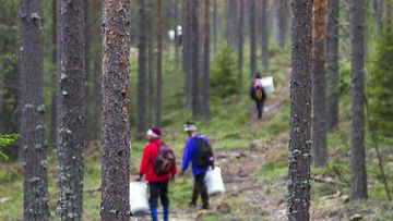 thaimaa marjanpoimija