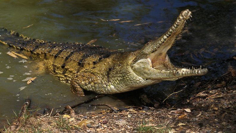 AOP 25.GDCBPK Australiankrokotiili krokotiili makeanveden krokotiili