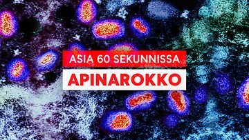 APINA-ROKKO