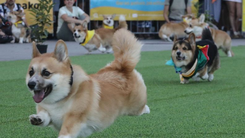 LK 24.8.2024 Corgi-koirat osallistuvat 50 metrin juoksuun Corgi Race -kilpailussa Vilnan Vingis-puistossa 24. elokuuta 2024.