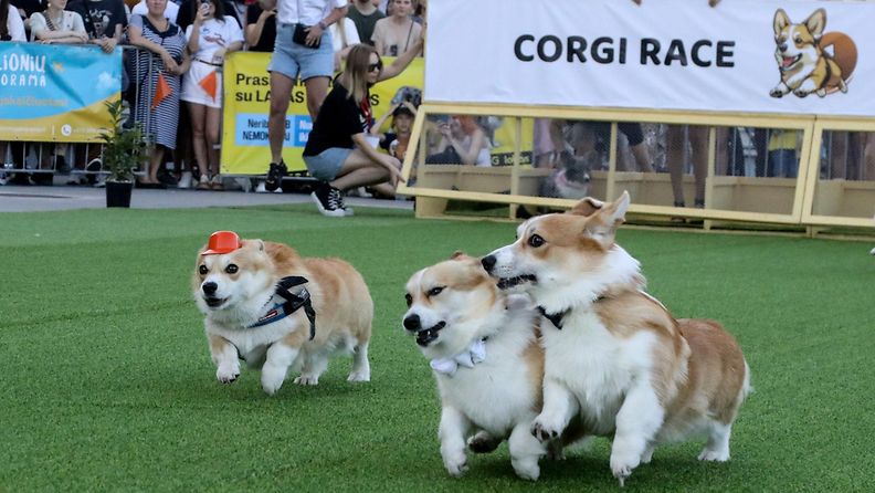 LK 24.8.2024 Corgien juoksukisassa ei vältytty törmäyksiltä. Koirat osallistuvat 50 metrin juoksuun Corgi Race -kilpailussa Vilnan Vingis-puistossa 24. elokuuta 2024.