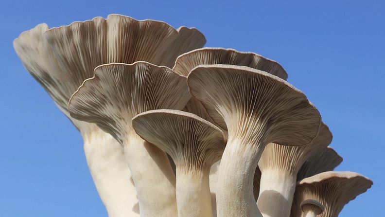 AOP King Oyster Mushroom, sieni, osterivinokas