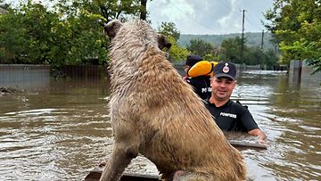 LK 14.9.2024 14. syyskuuta 2024 otetussa ja Romanian hätätilanteiden tarkastusviraston jakamassa kuvassa palomiehet auttavat koiraa pelastautumaan tulvista Cudalbissa Galatin läänissä Romaniassa.