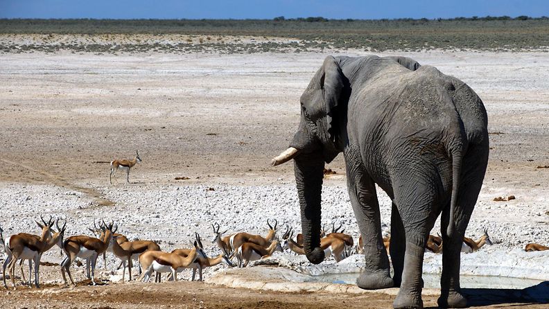 AOP Norsu ja antilooppeja kuivalla vesilähteellä safarilla Etoshan kansallispuistossa Namibiassa eteläisessä Afrikassa.