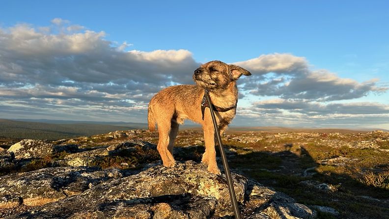 Indy-koira ylväänä