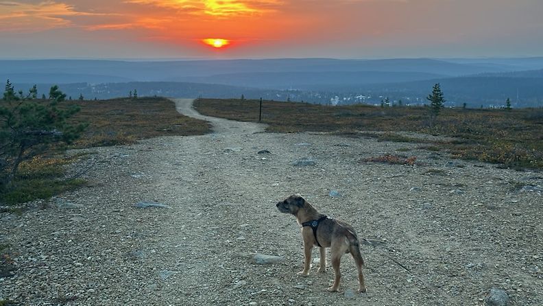 Indy-koira ja auringonlasku