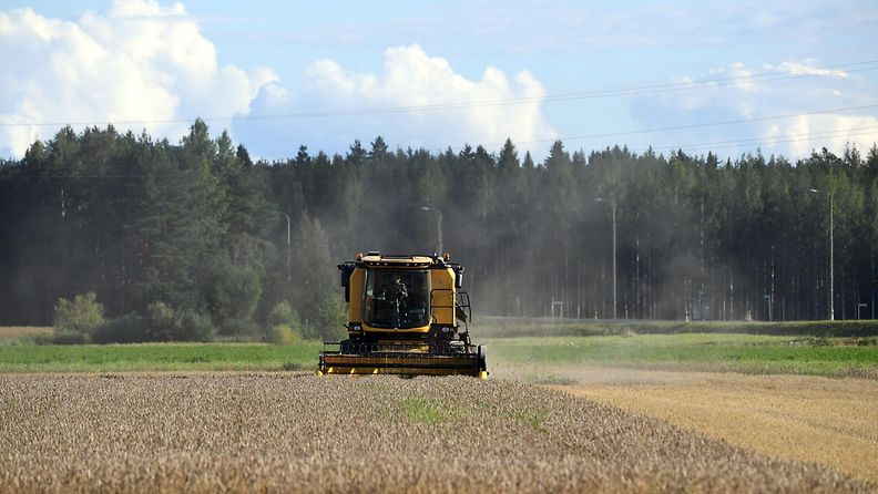 Leikkuupuimuri vehnäpellolla Asikkalassa 28. elokuuta 2020.