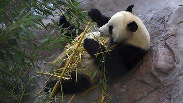 LK 24.9.2024 Urospanda Hua Bao, suomeksi Pyry otti rennosti Ähtäri Zoon Pandatalossa Ähtärissä 17. huhtikuuta 2018.