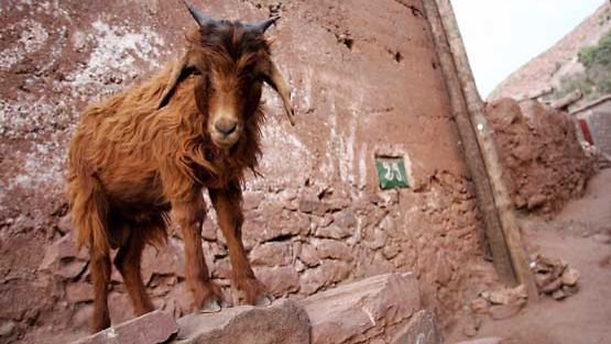 Marokkolaiset vuohet ovat omiaan ketteryydessä.