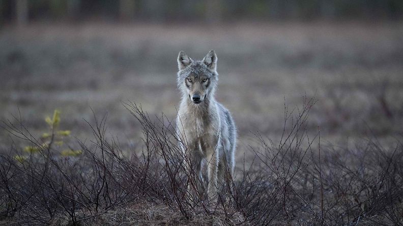 LK 25.9.2024 Susi kuvattuna metsässä lähellä Venäjän rajaa Hukkajärvellä Itä-Suomessa 15. toukokuuta 2022.