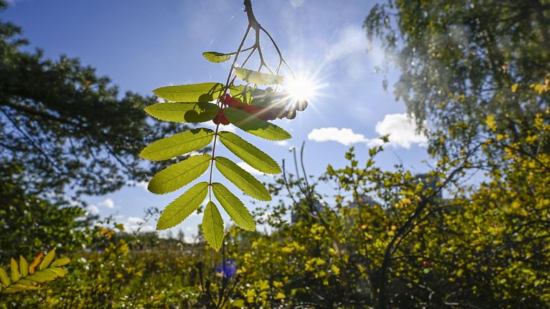 LK 051024 Pihlajanmarjoja Otaniemessä Espoossa 29. syyskuuta 2024.